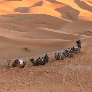 Camel ride over dunes of erg chebbi desert, Morocco