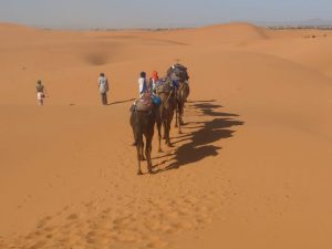 camel trekking dunes erg chebbi