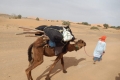 camel rekking with berbere guide