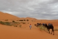 camel trek sahara desert morocco