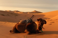 camel ride dunes merzouga